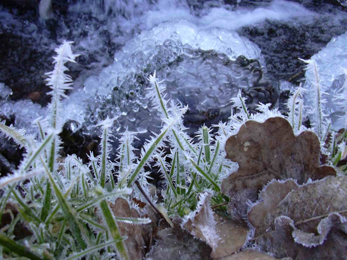 Herbes piquantes entourées de glace