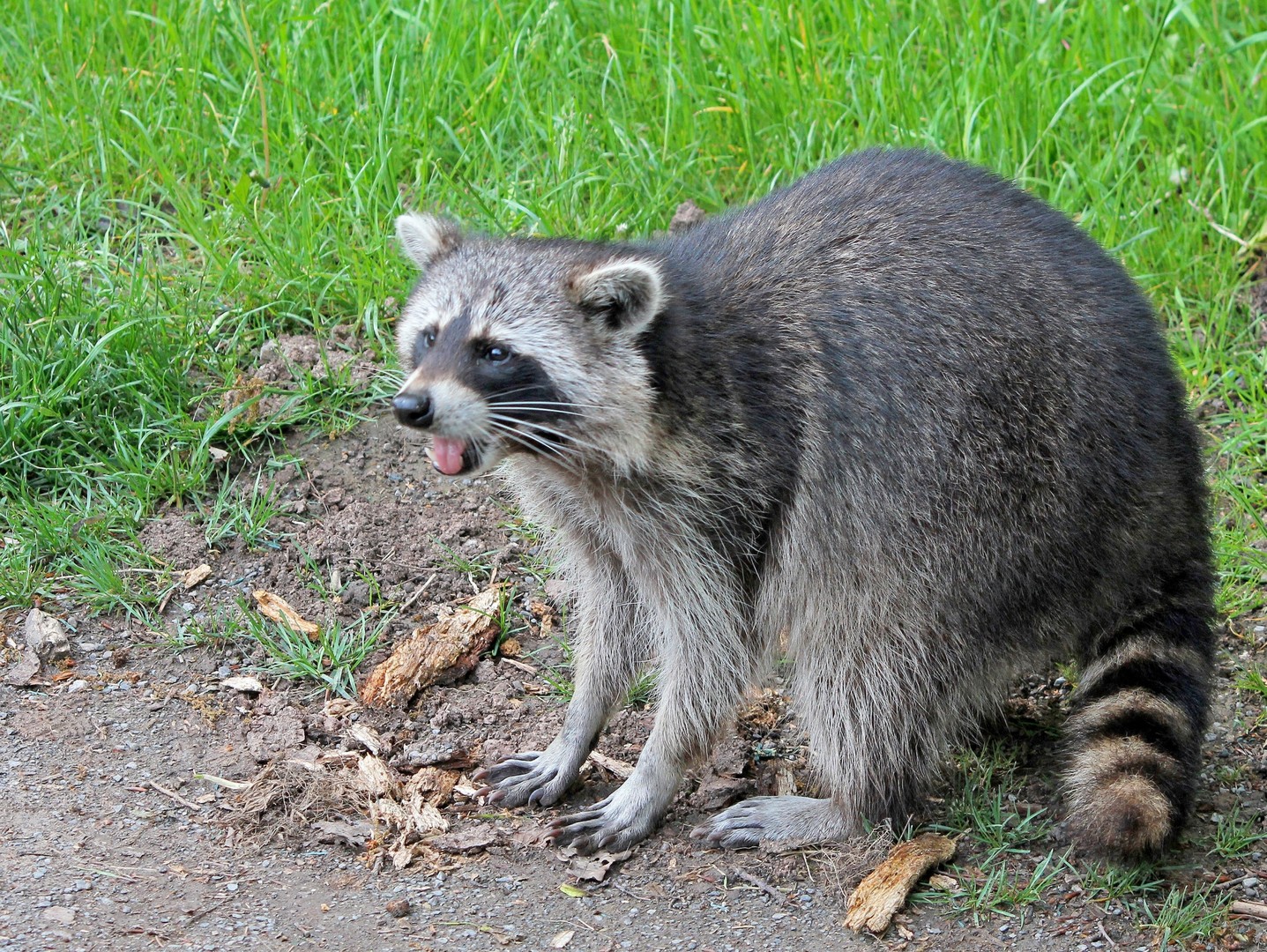 Waschbär