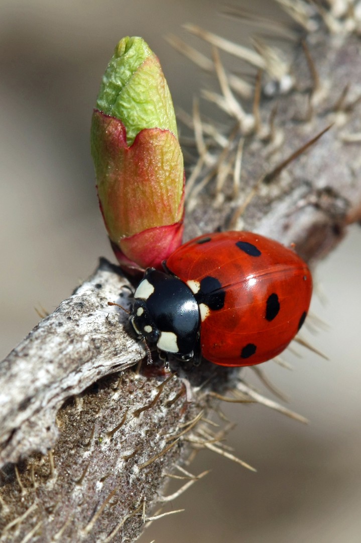 Marienkäfer