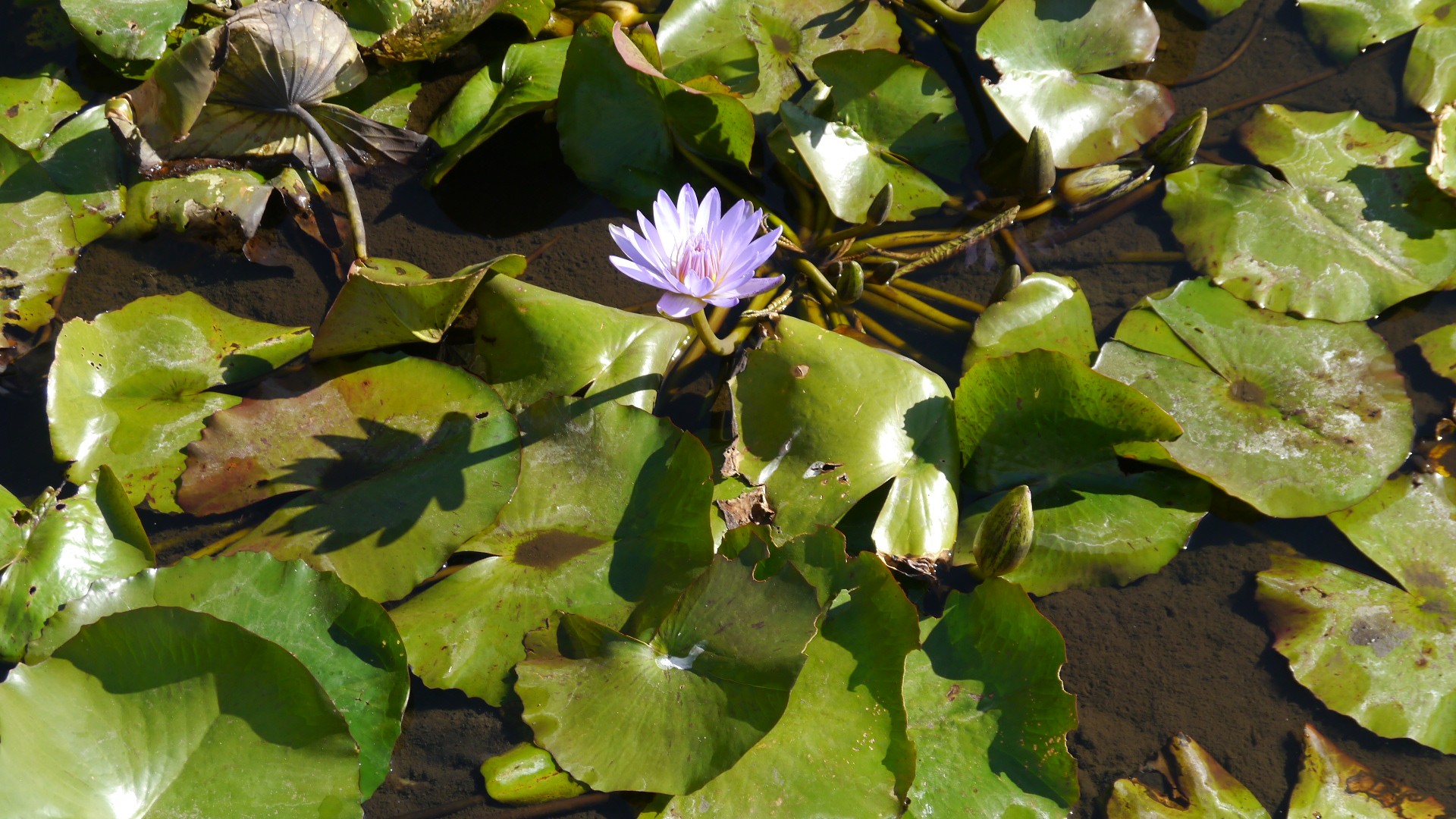 Lotusblüte