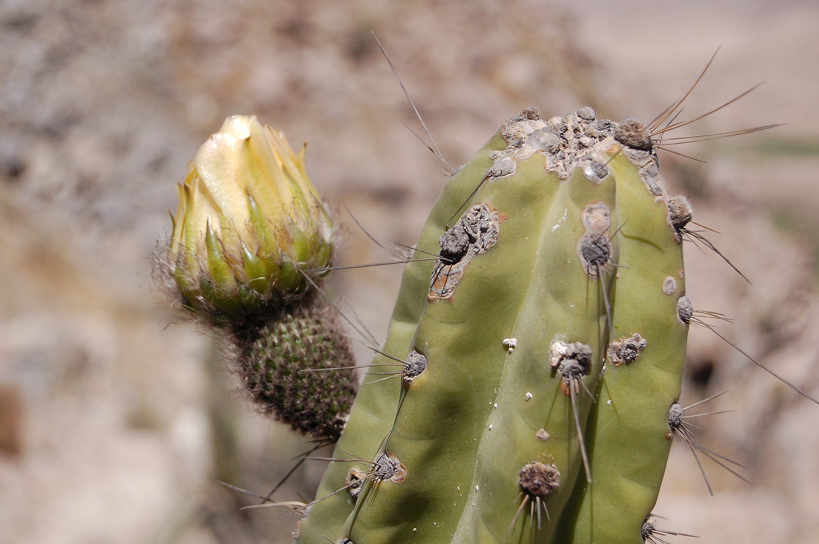 Fleur de cactus