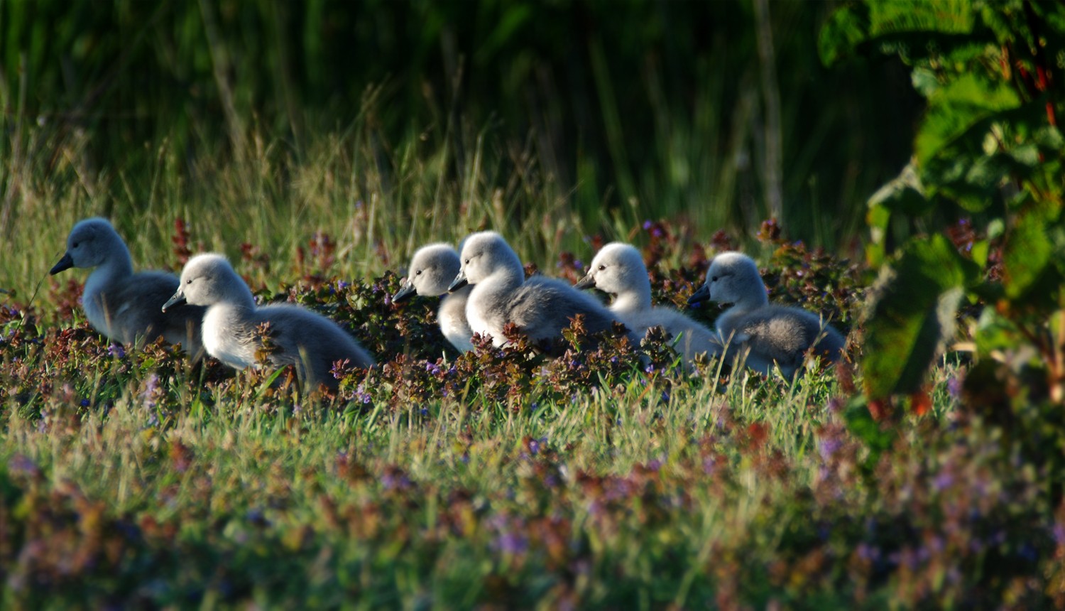 6 Young Swans