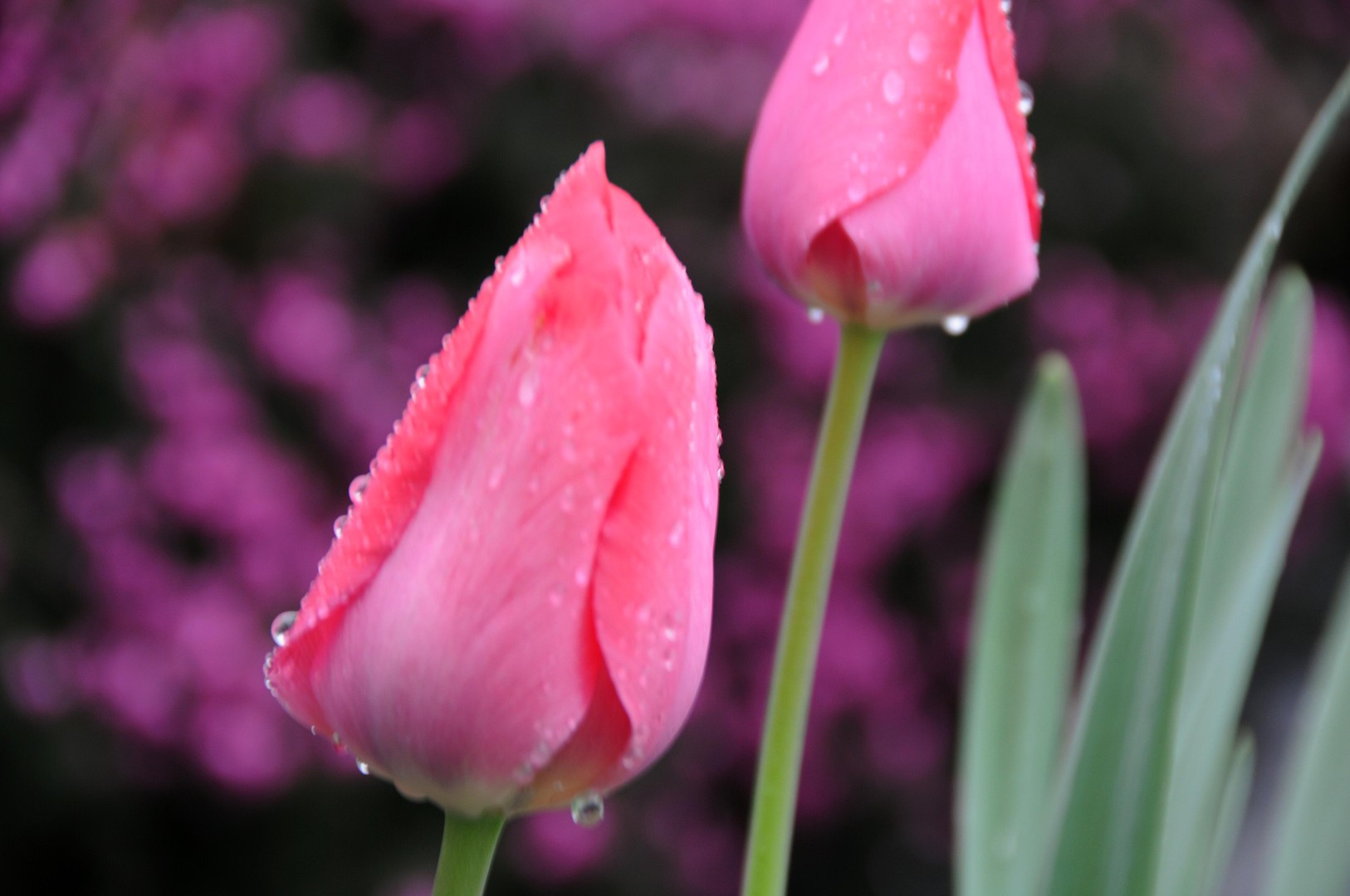 Tulpen im Regen