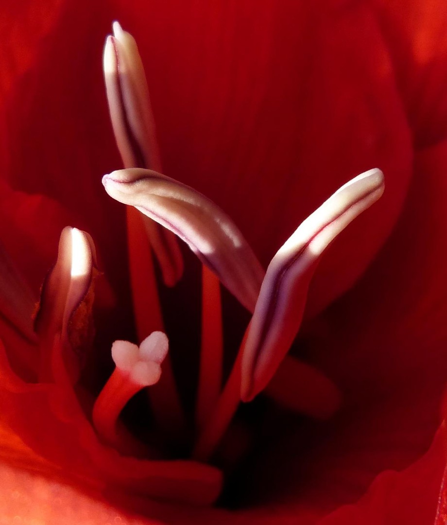 Blüte der Amaryllis!