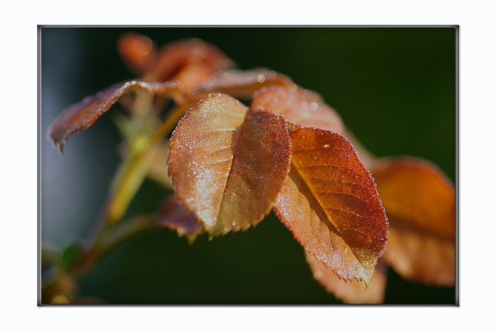 Herbstblätter