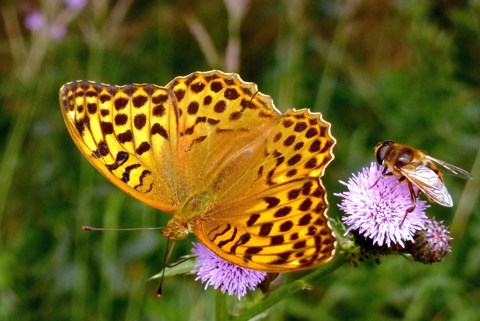 Scheckenfalter & Fliege