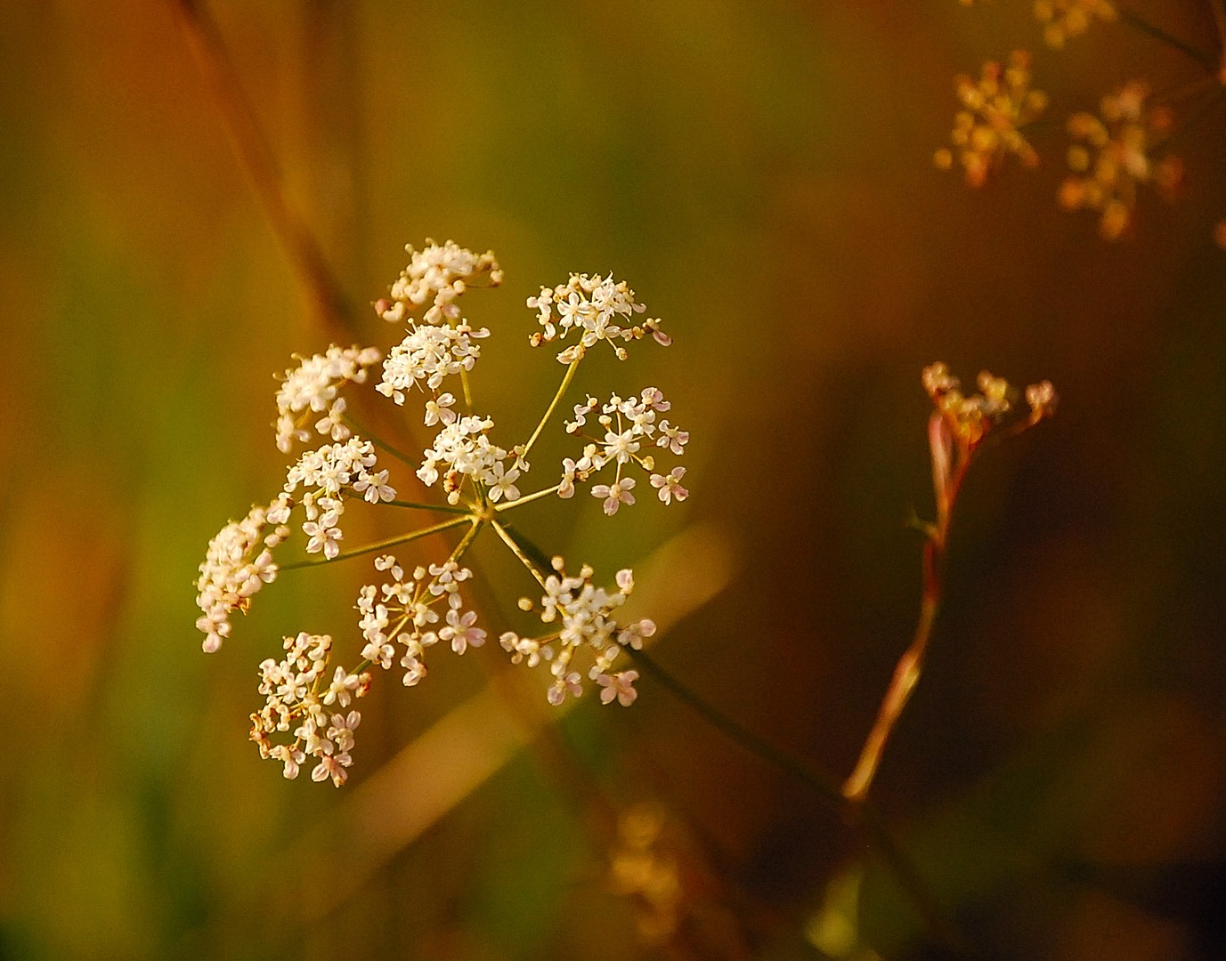 Fleur.