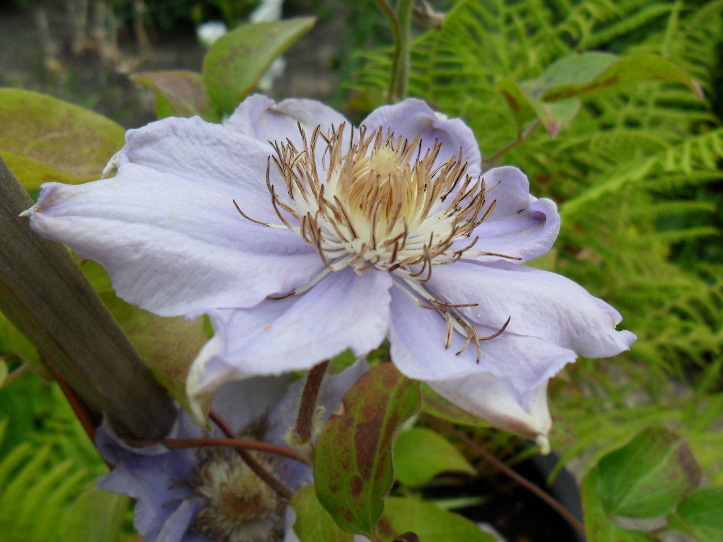 Clematus