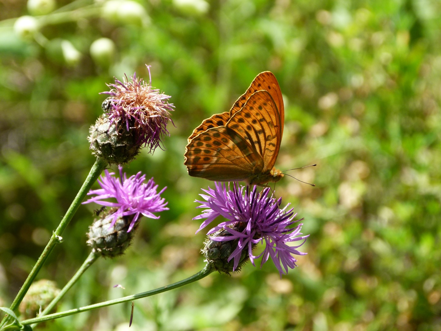 Mariposa