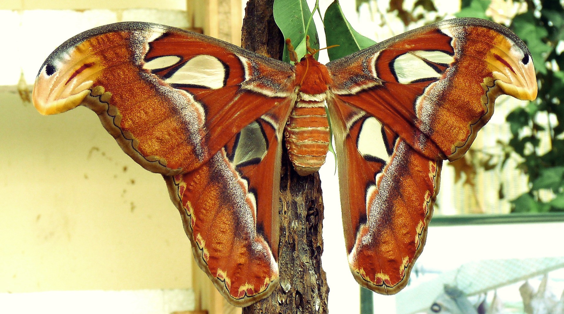 Der Atlasspinner- Tropenschmetterling