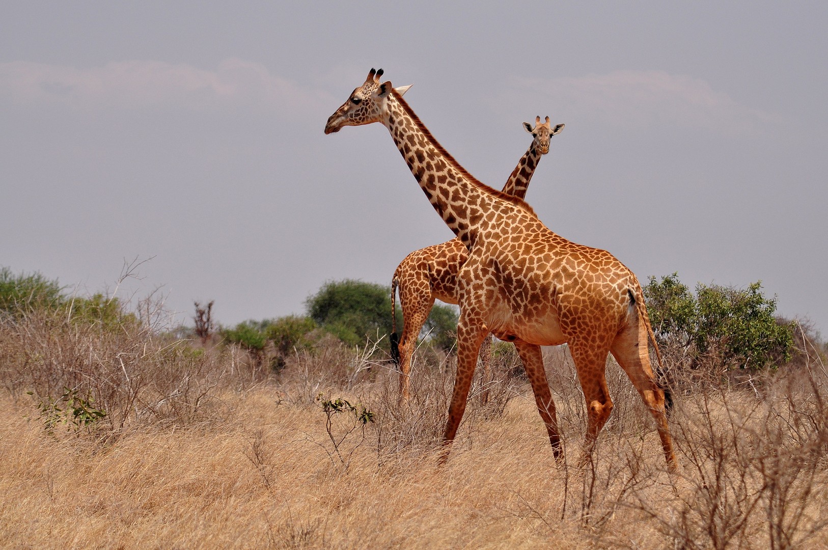 Netzgiraffen im Tsavo Ost NP