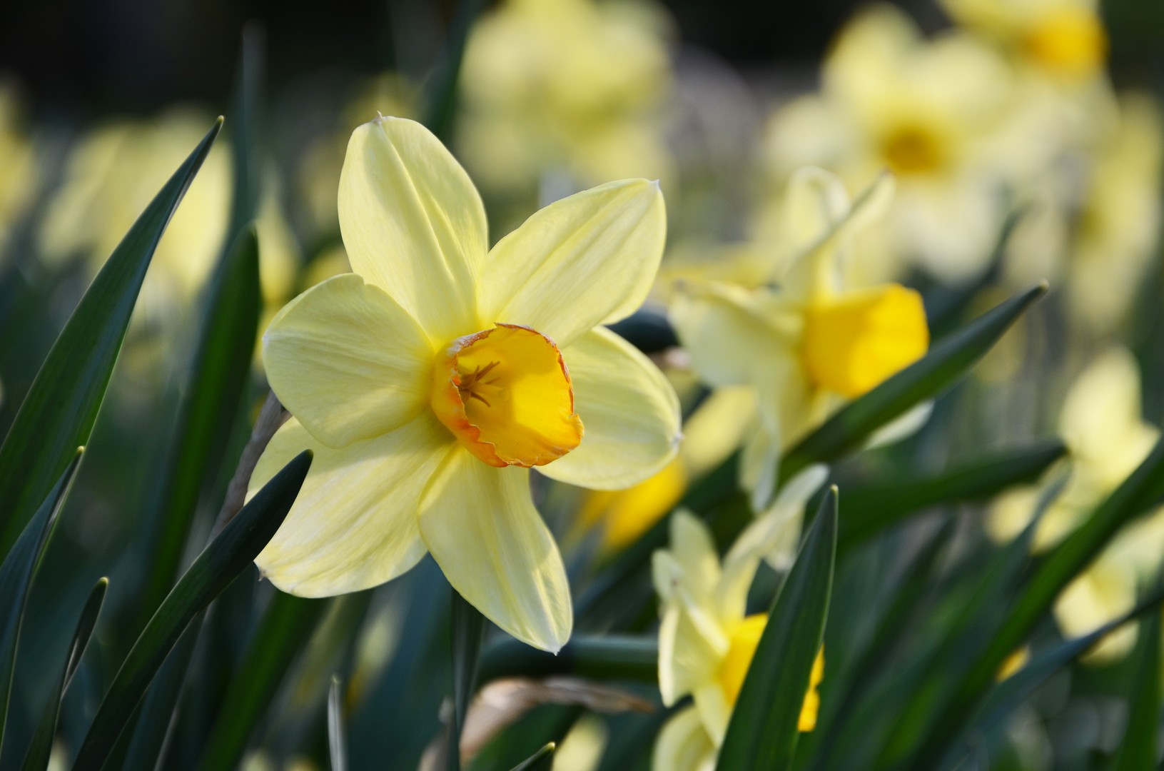 Blumenwiese