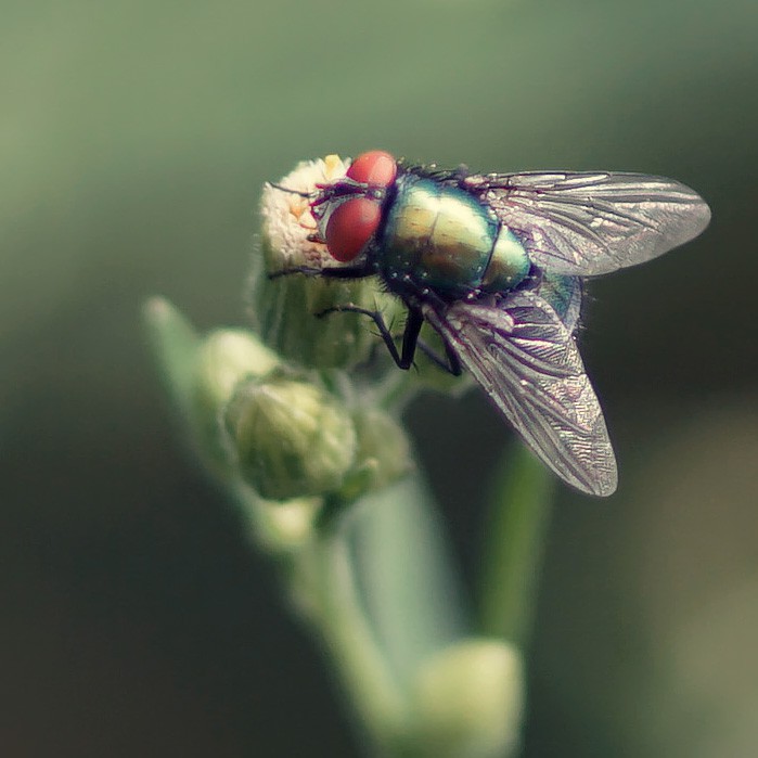 Schmeißfliege