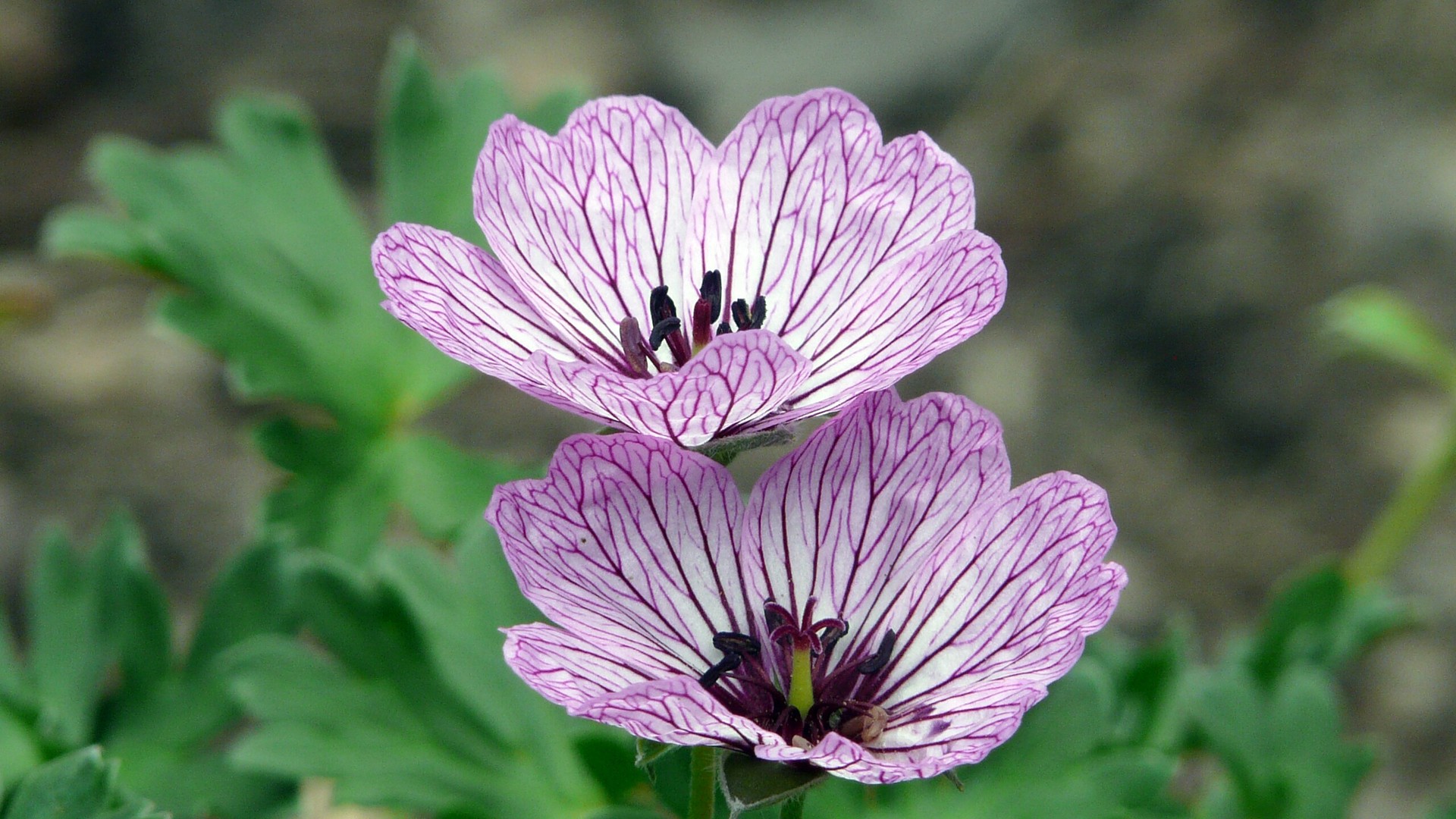 Geranium