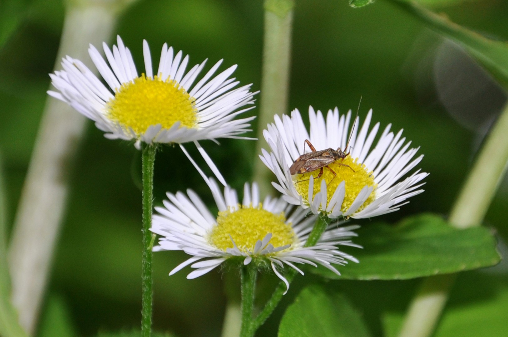 Ein Käfer auf der Blume