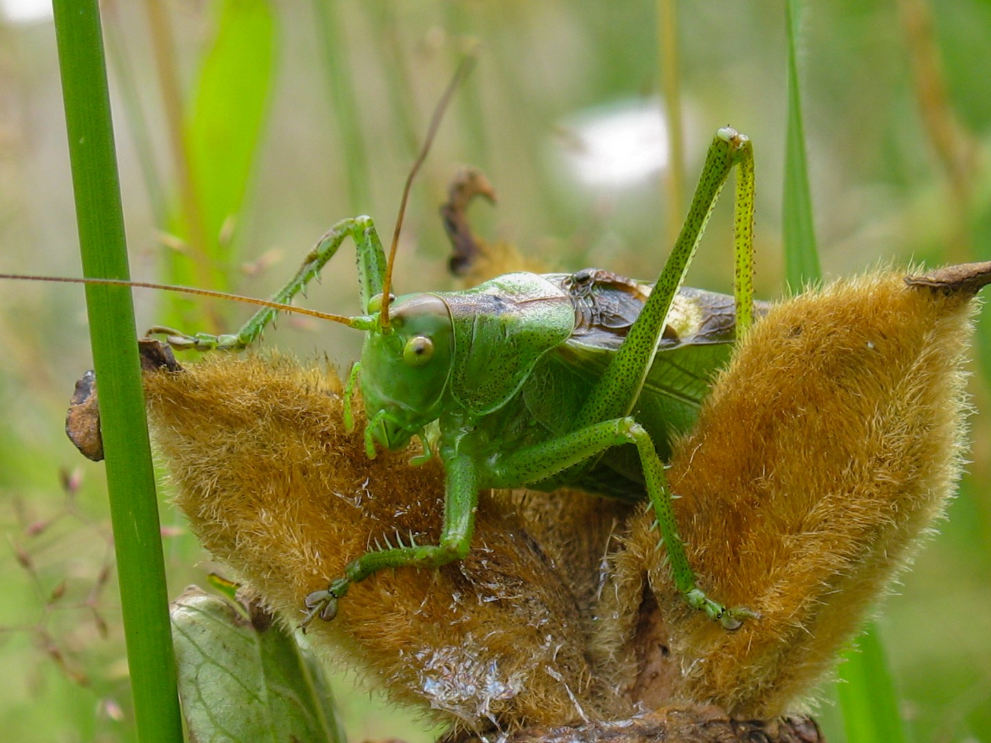 tettigoniidae