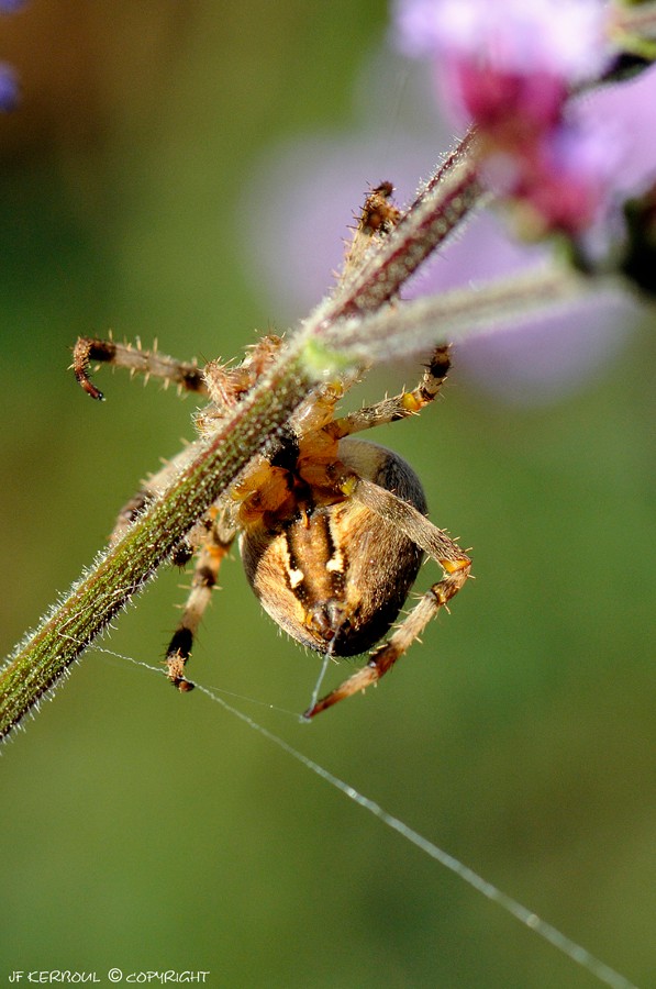 Tissage mortel