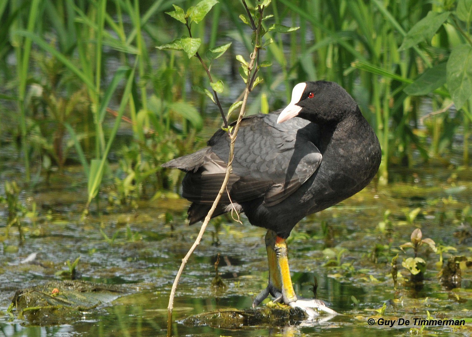 .Poule d'eau Foulque macroule