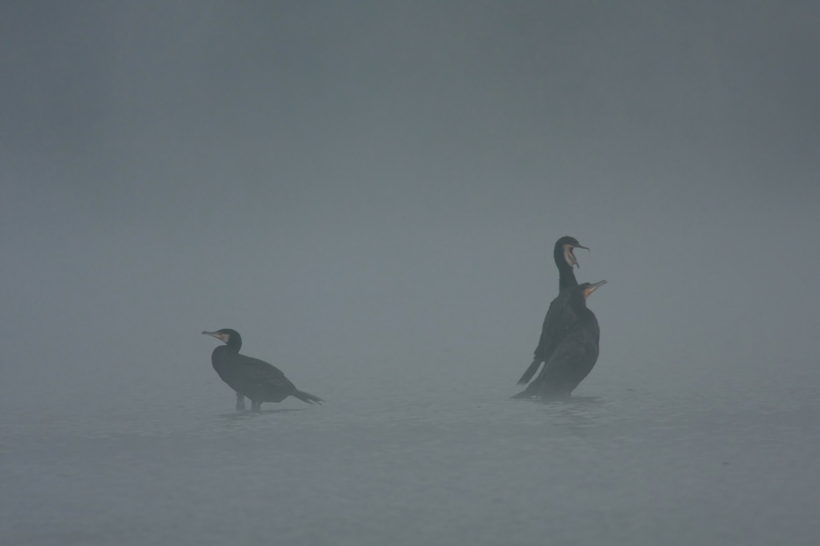 Cormorani nella nebbia 