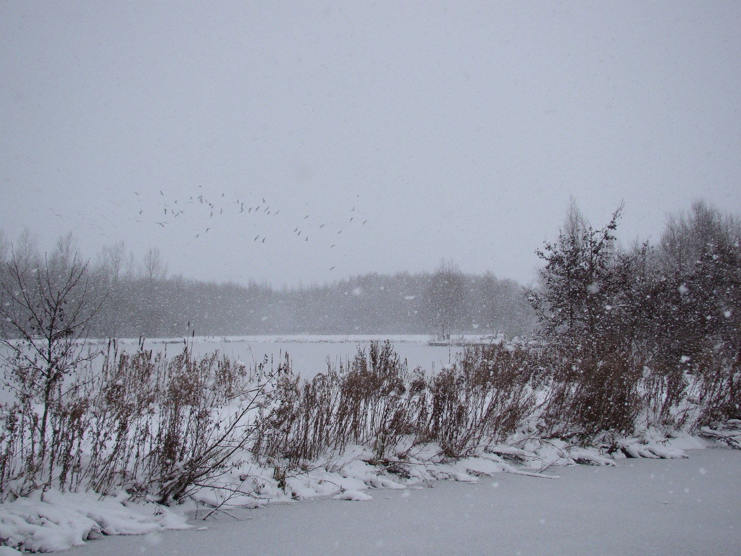 sneeuw landschap