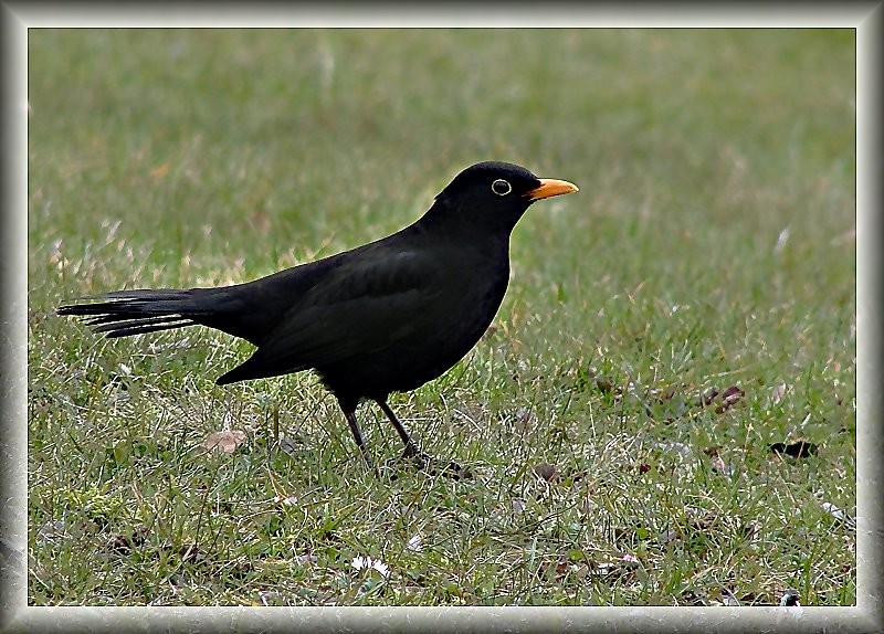 Amsel auf Weibchensuche