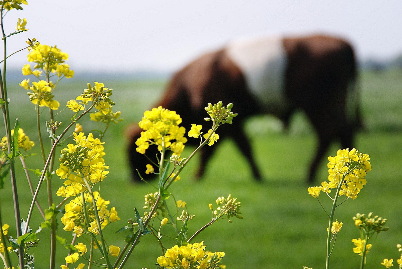 Weidebloemen