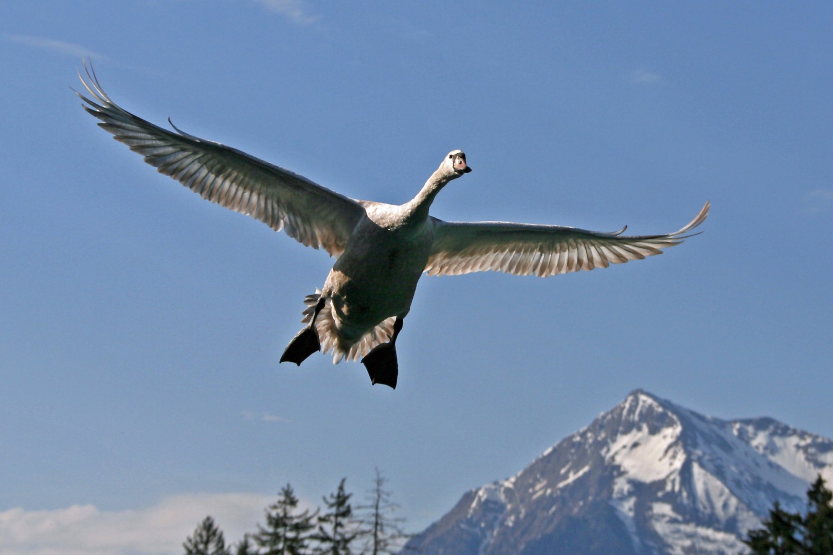 Schwan im Tiefflug