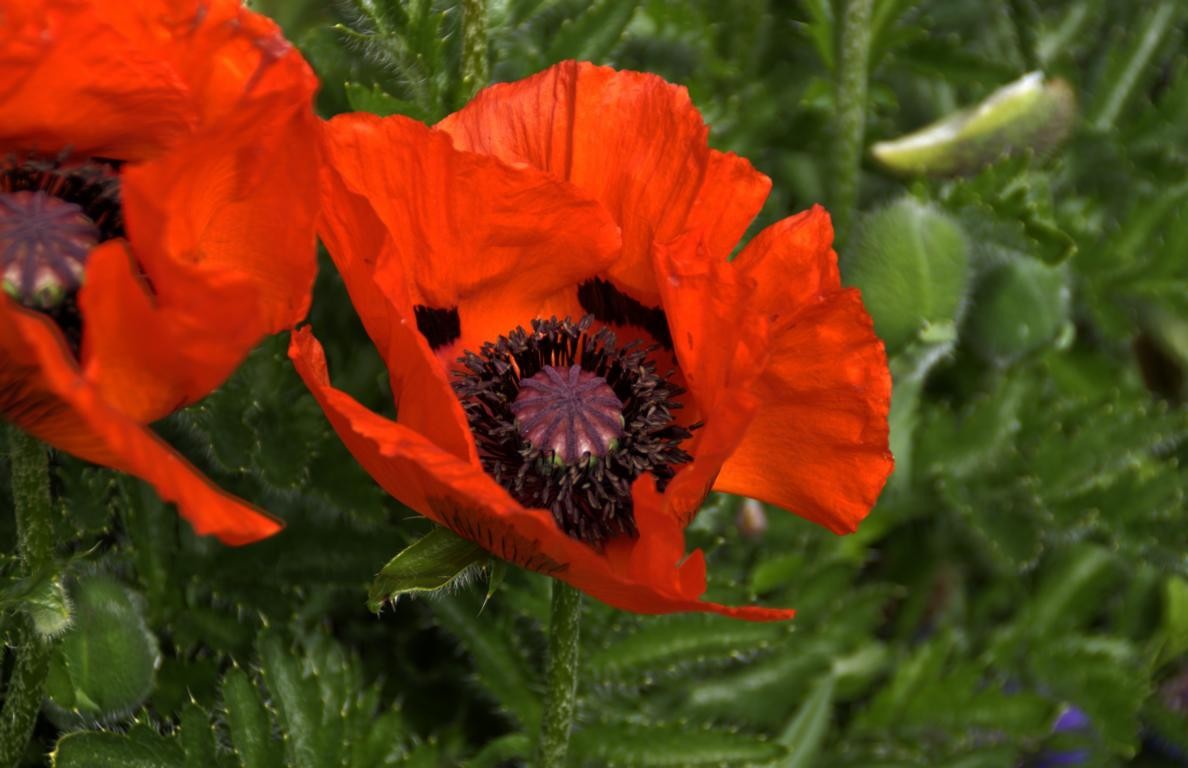 Mohn