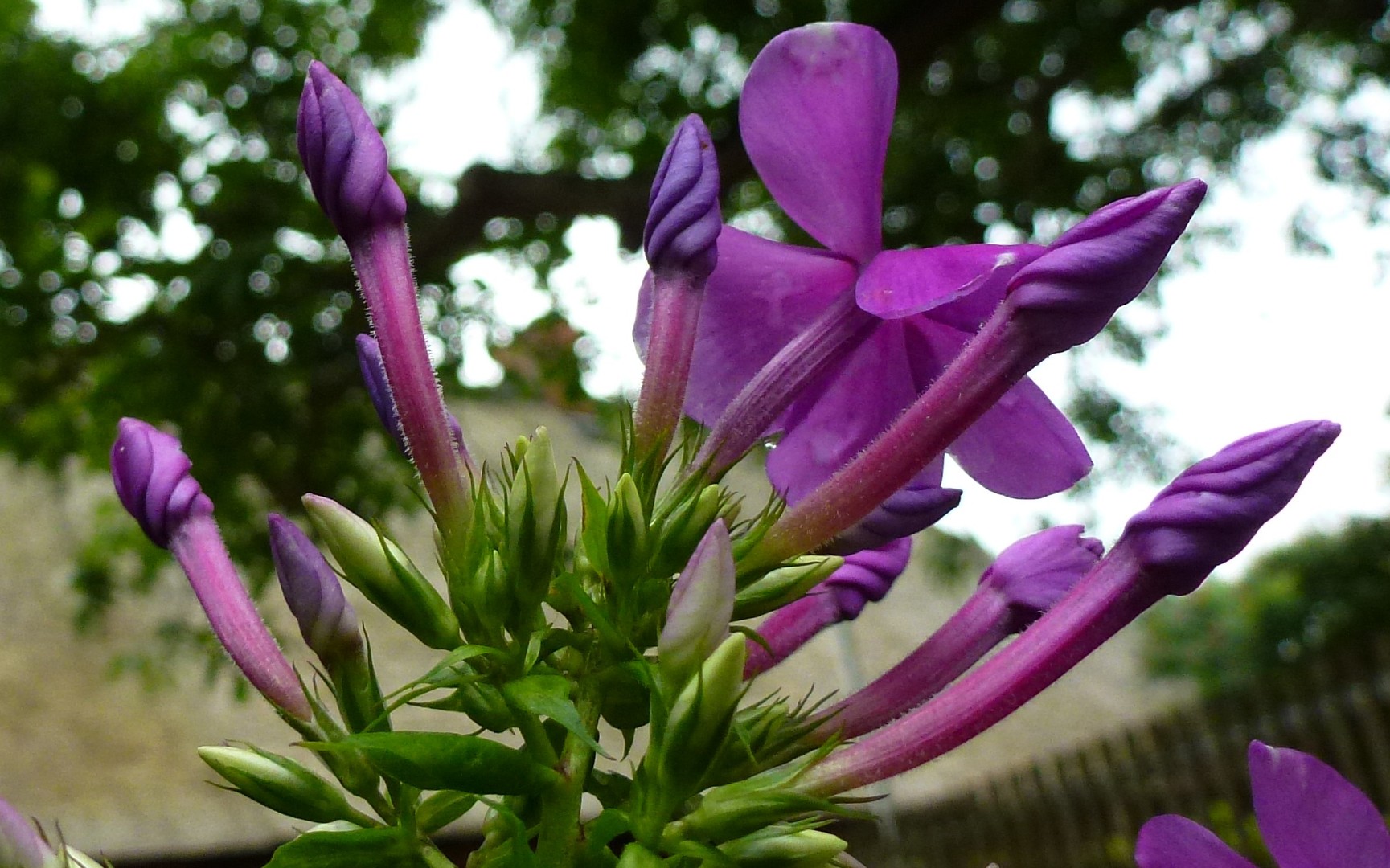 Phlox.....