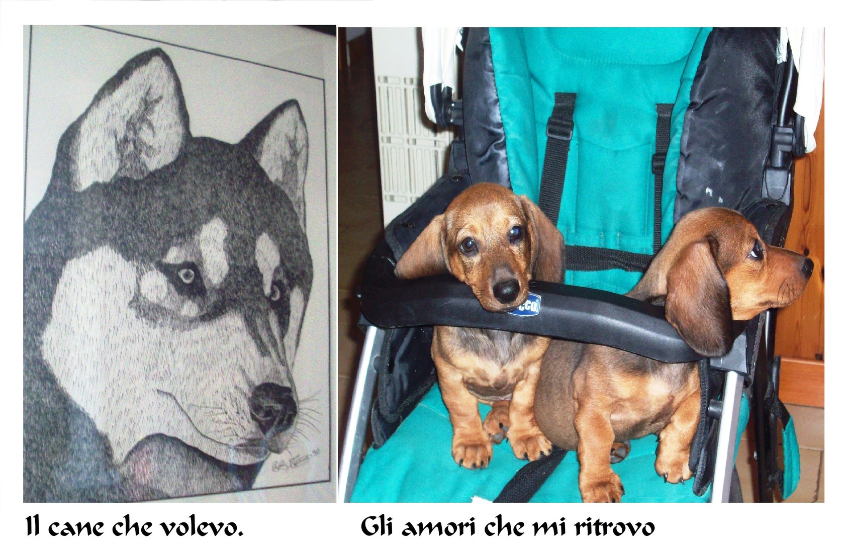 I miei cani