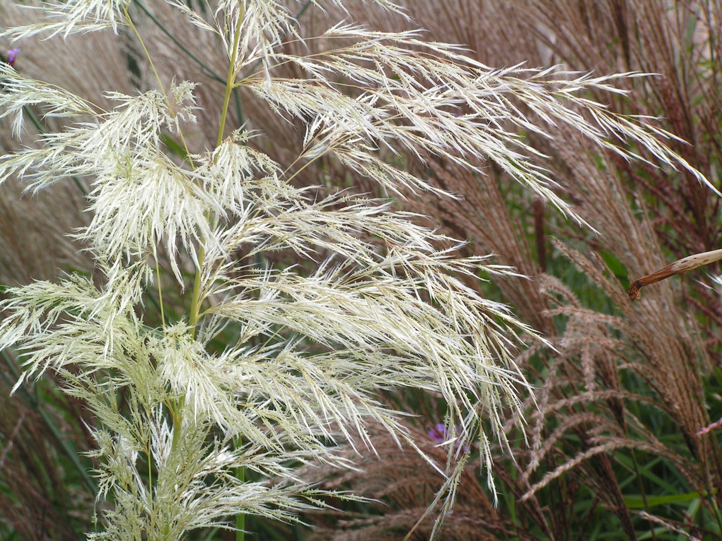 Freisinger Staudengarten 2