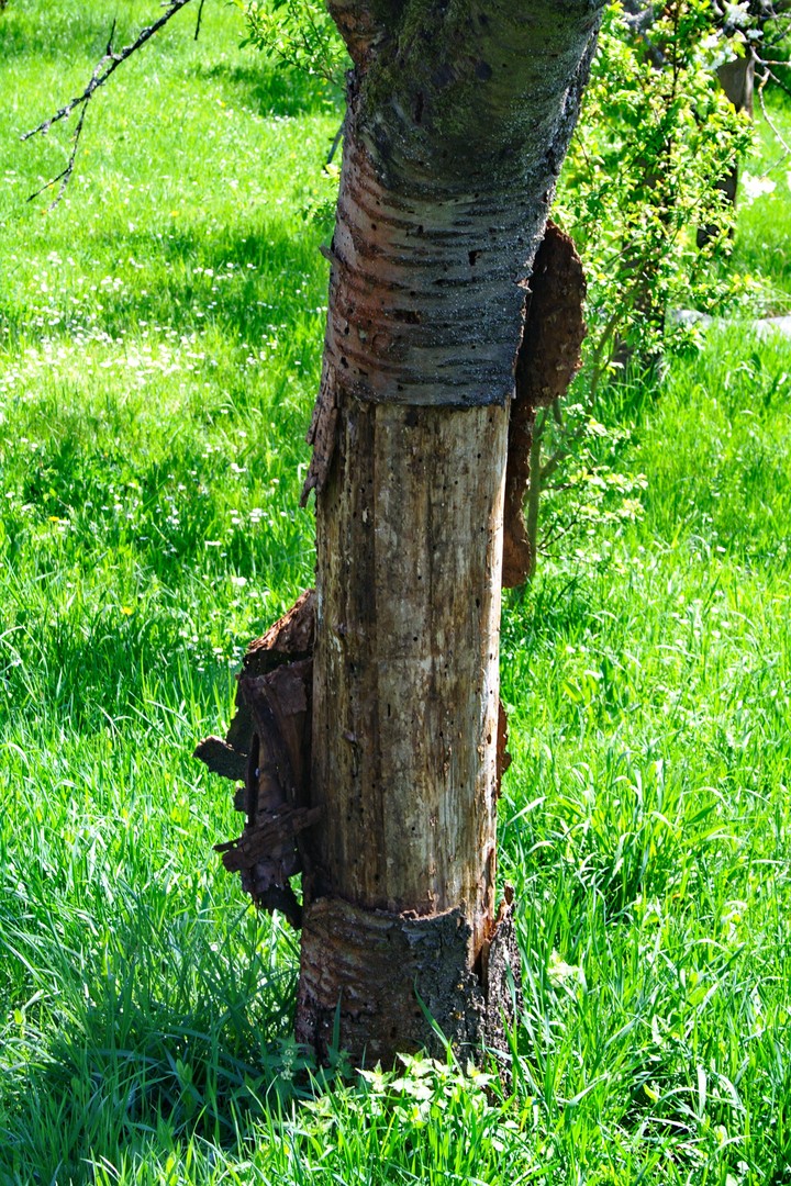 Lägssteifen macht Schlank