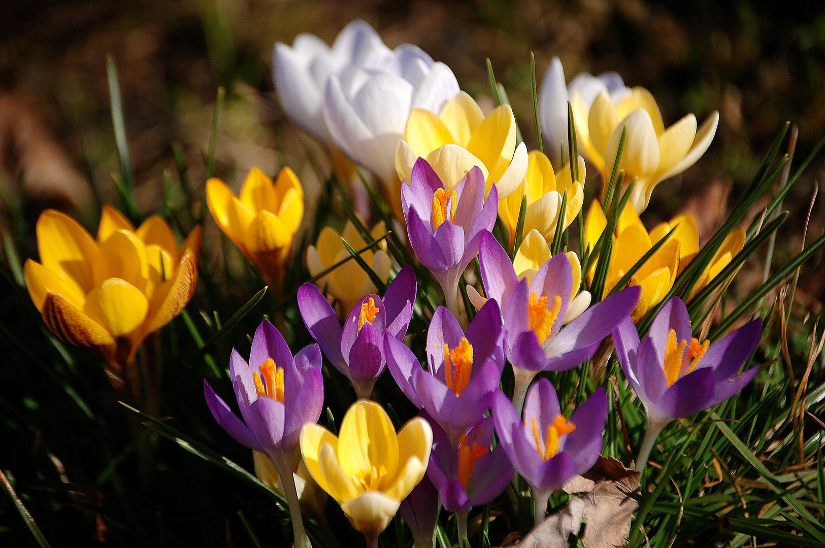 Zum Frühlingsanfang