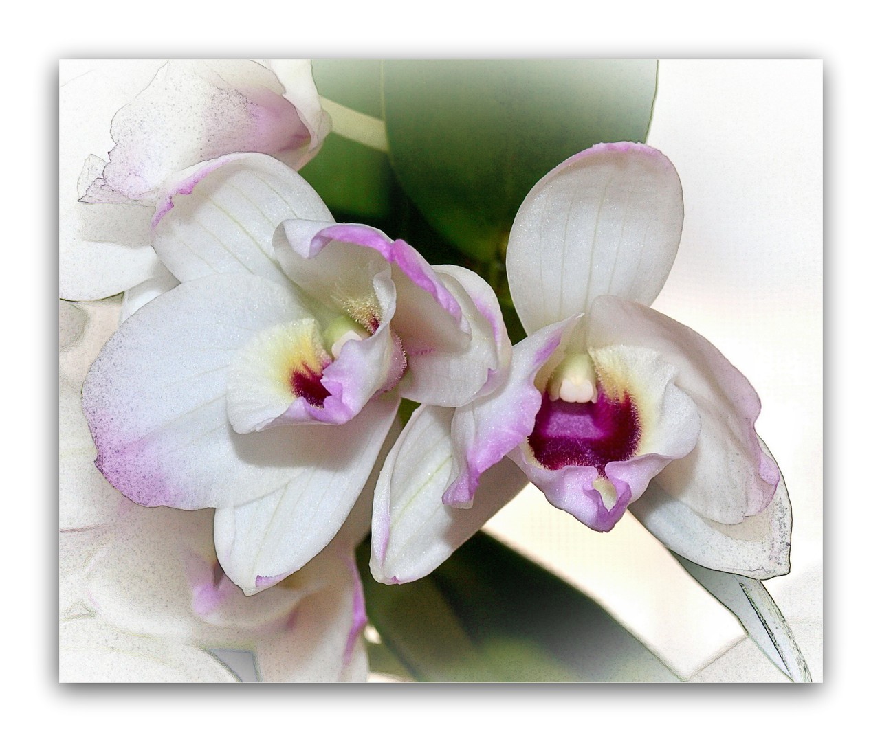 Orchidee