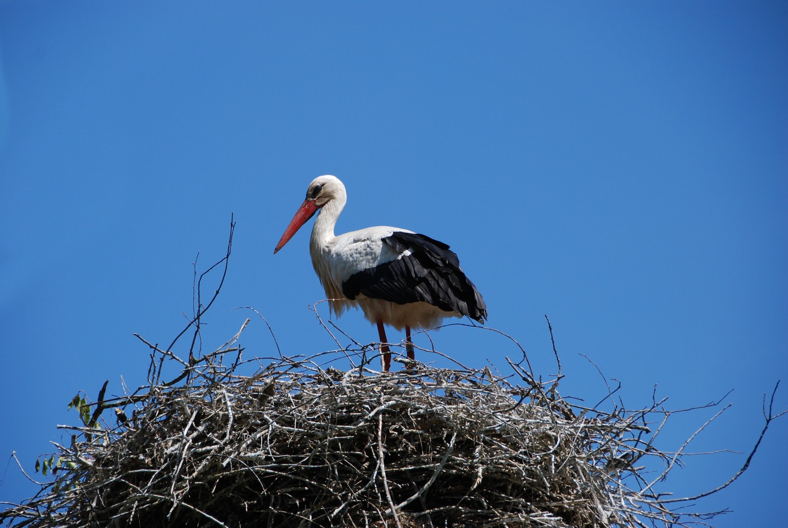 Ciconia ciconia ...or White Stork