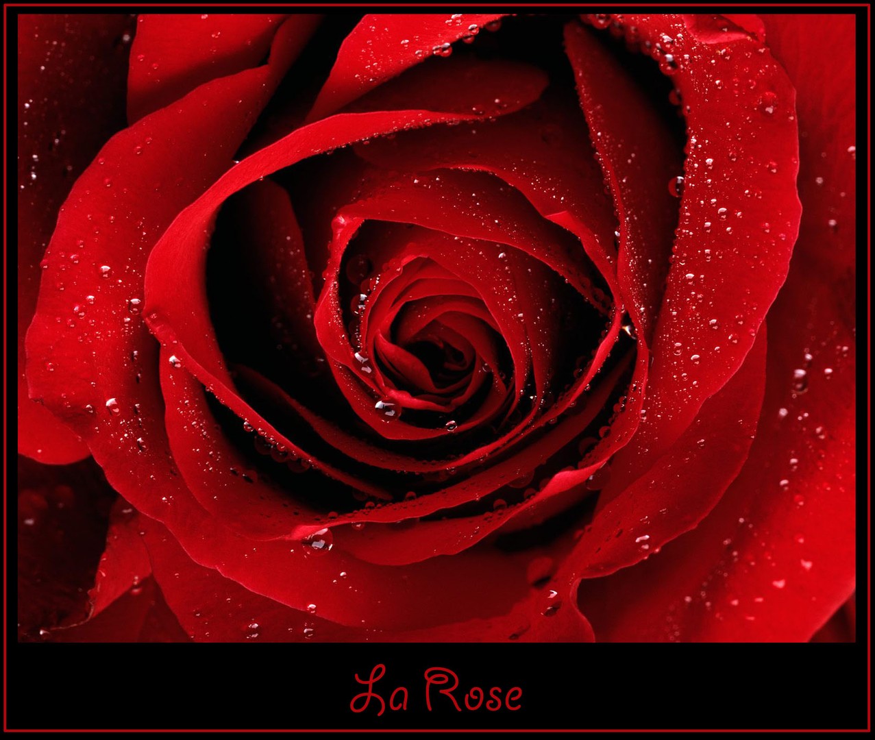 La Rose