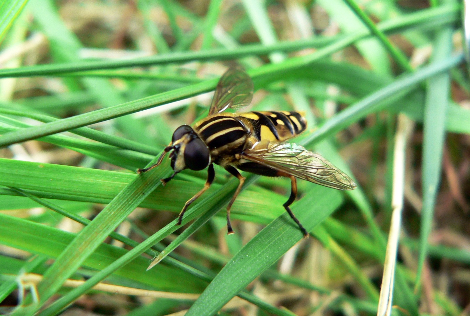 Schwebefliege