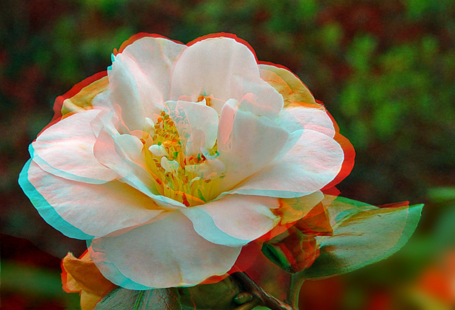 Camellia (3D)