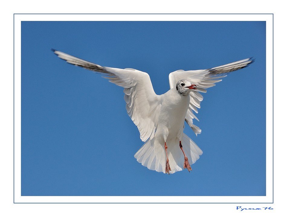 La mouette