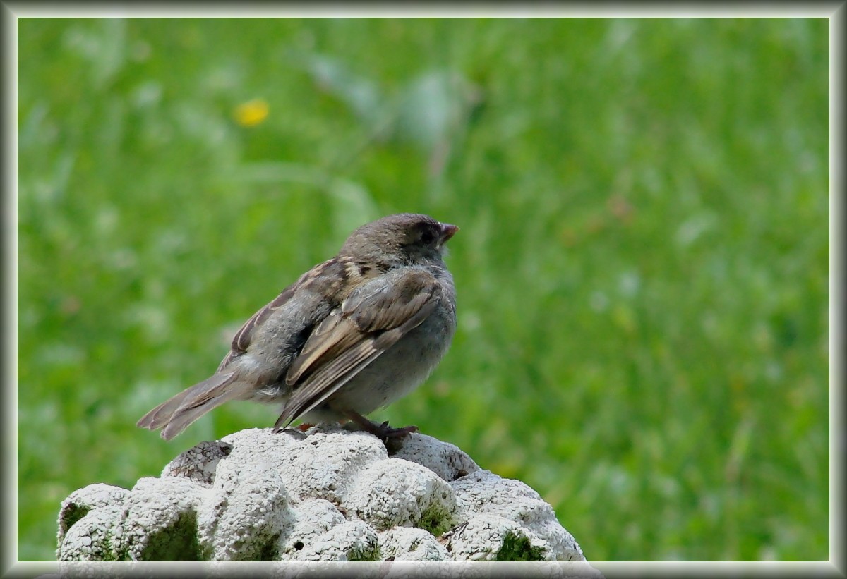 Jungvogel