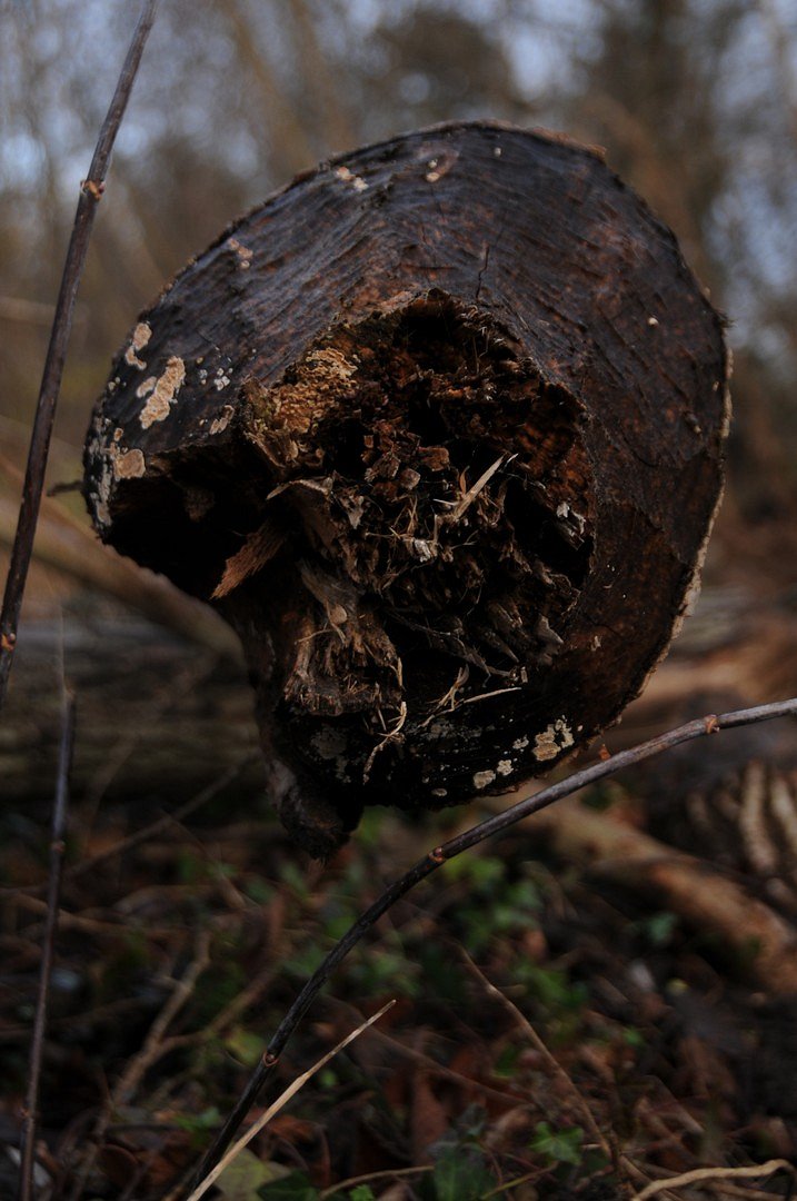 Schwebendes holz