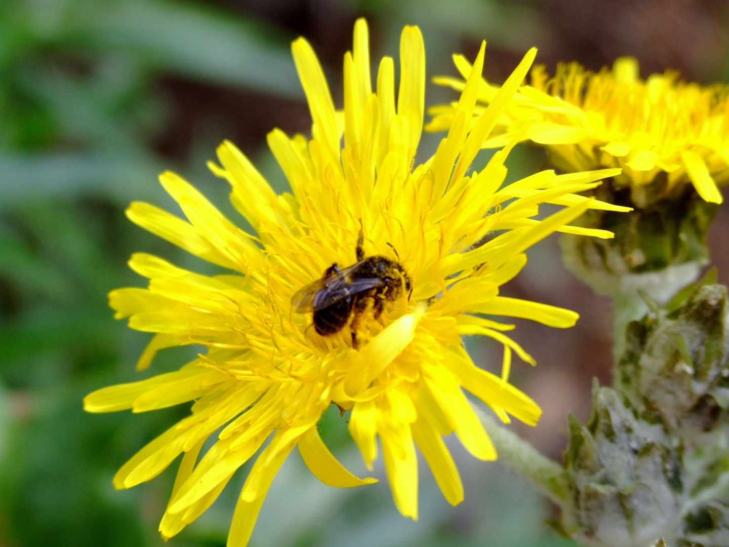 Bienenfleiß