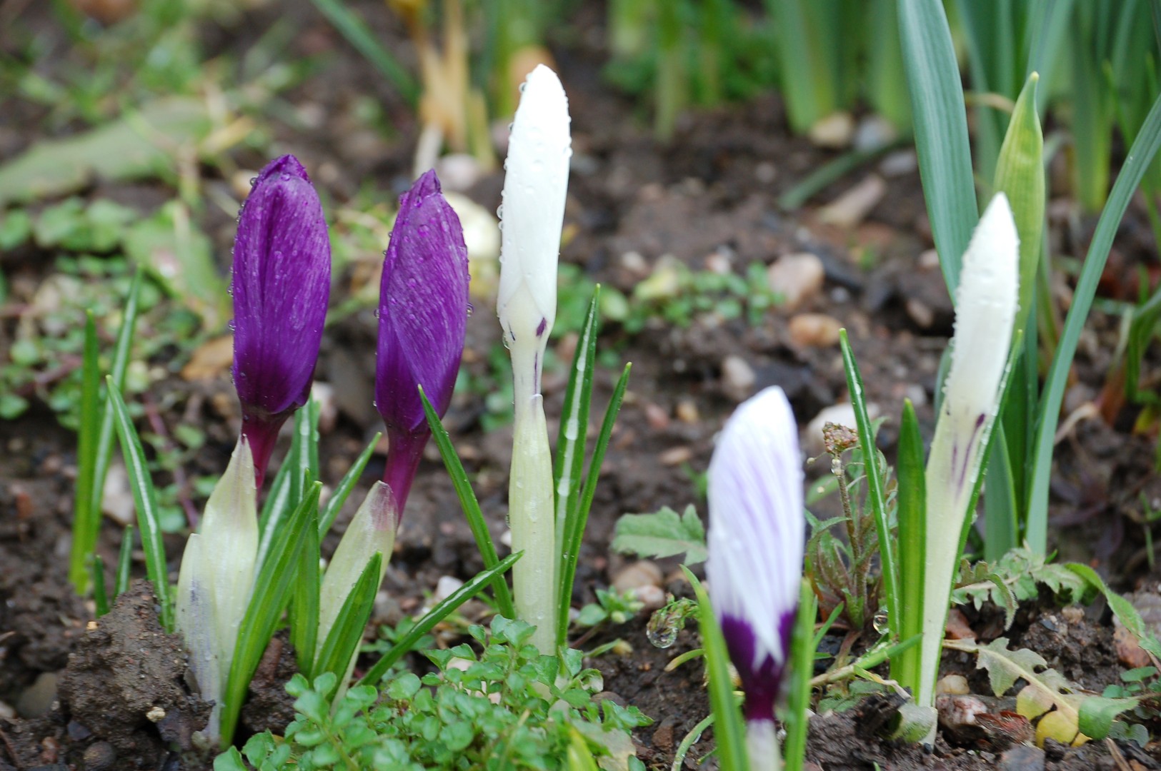 Krokus im Regen