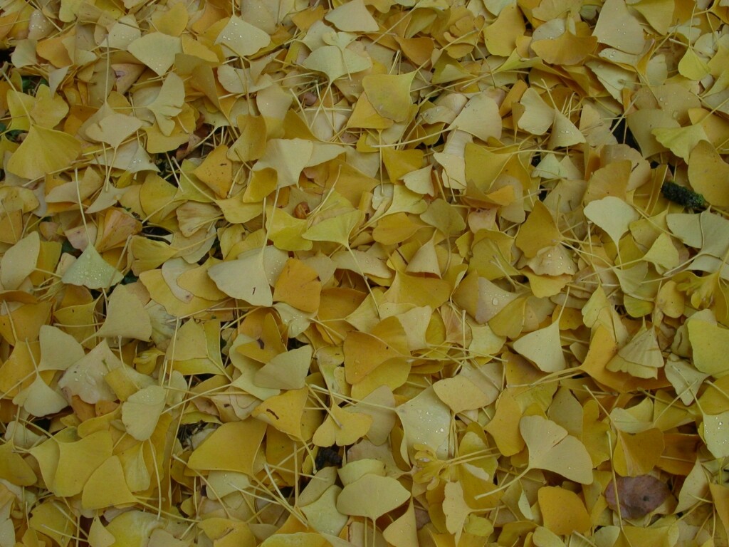 Unterm Ginkgobaum