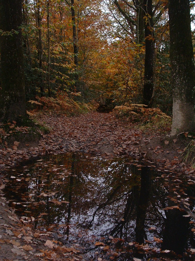 marche en foret