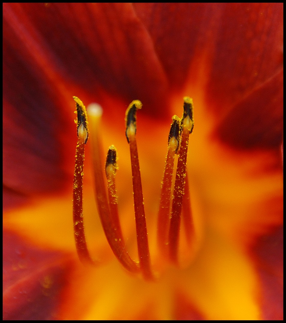 Lilium-Lelie (Orange) 