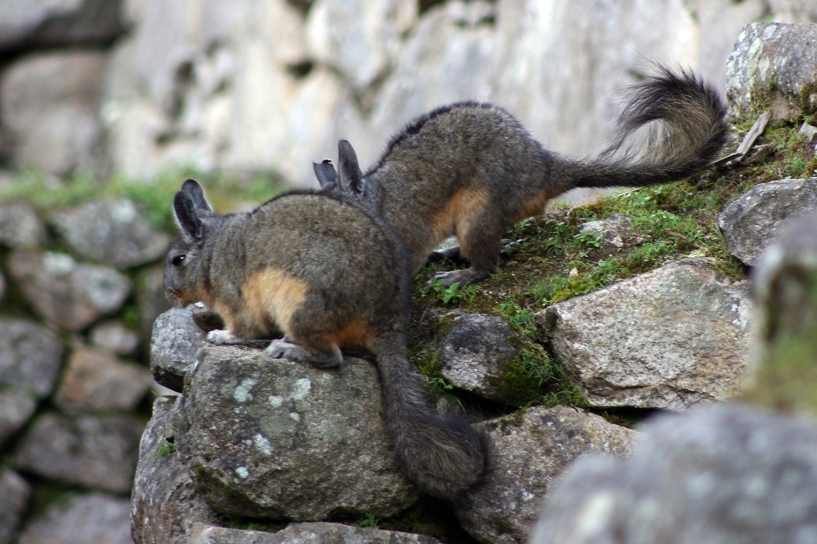 Viscaches dans les ruines du Machu Picchu