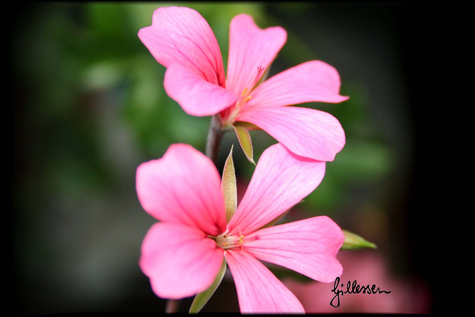 blumen sind schön