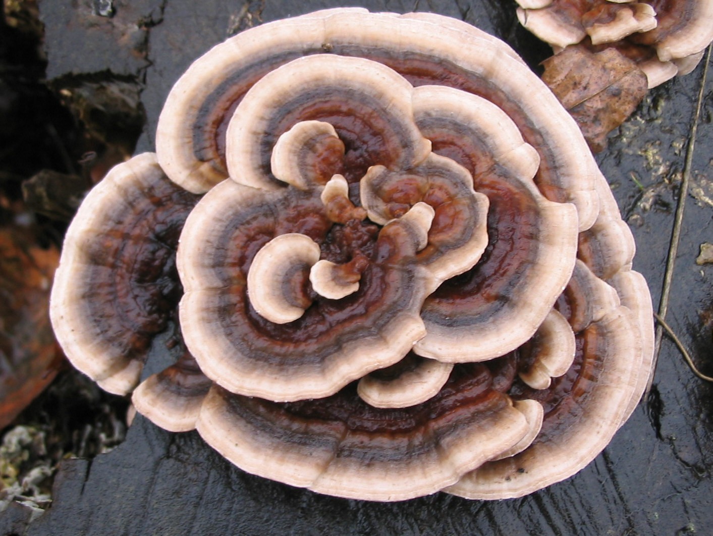 Baumpilzrosette