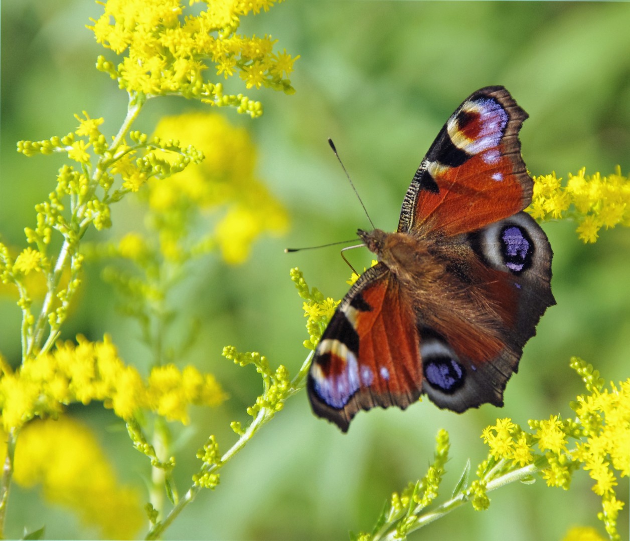 Schönheit im Garten